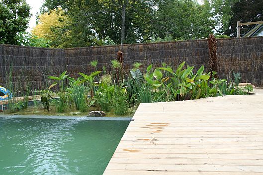 Small backyard best Natural swimming pool